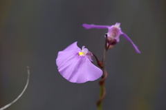 Utricularia volubilis
