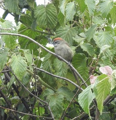 Synallaxis subpudica