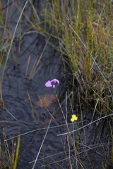 Utricularia volubilis