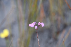 Utricularia volubilis