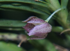 Dichaea panamensis