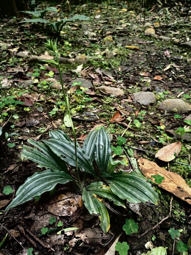 Calanthe argenteostriata (Calanthe argenteostriata)