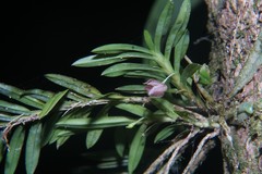 Dichaea panamensis