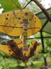 Eacles imperialis magnifica