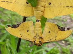 Eacles imperialis magnifica