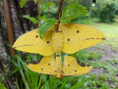 Eacles imperialis magnifica
