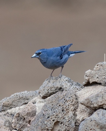 Pinzón azul de Tenerife (Fringilla teydea)