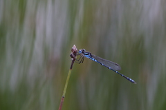 Austrolestes aleison