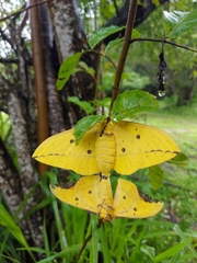 Eacles imperialis magnifica