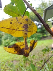 Eacles imperialis magnifica