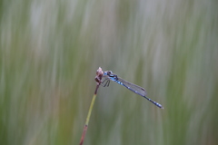 Austrolestes aleison