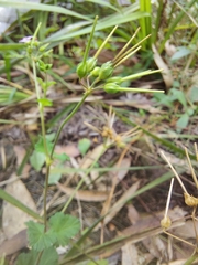 Pelargonium inodorum
