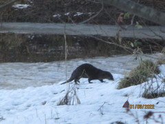 Lontra canadensis pacifica