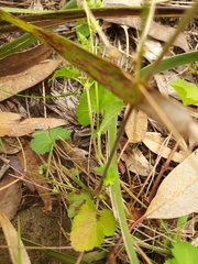 Pelargonium inodorum