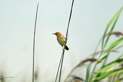 Cisticola exilis exilis