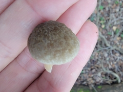 Pluteus plautus