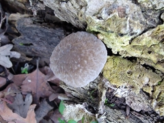 Pluteus plautus