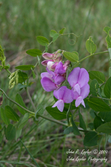 Lathyrus pauciflorus