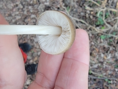 Pluteus plautus