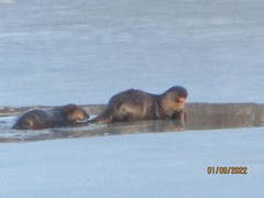Lontra canadensis pacifica