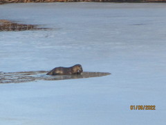 Lontra canadensis pacifica