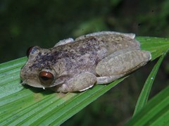 Atlantihyla spinipollex