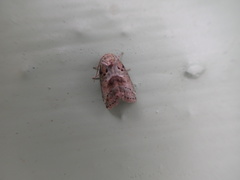 Afrida pnixis
