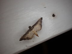 Salbia pachyceralis
