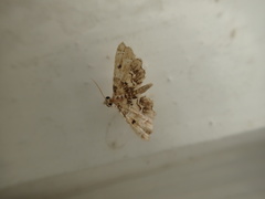 Sufetula diminutalis