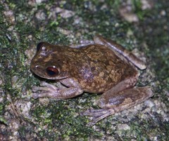 Atlantihyla spinipollex