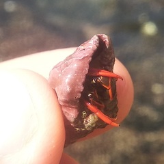 Calcinus californiensis