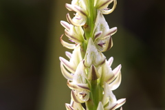Prasophyllum brownii