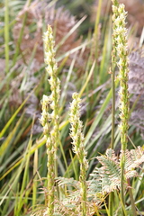 Prasophyllum brownii