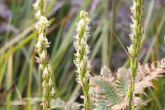 Prasophyllum brownii