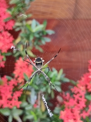 Argiope argentata