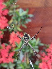 Argiope argentata