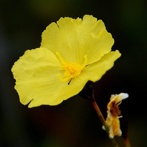 Image of Xyris gracilis by (c) Max Campbell, some rights reserved (CC BY)