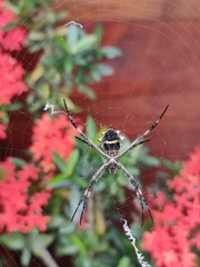 Argiope argentata