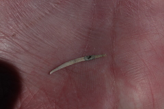 Asteromyia chrysothamni