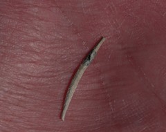 Asteromyia chrysothamni