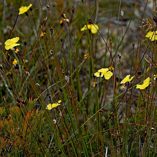 Image of Xyris gracilis by (c) Max Campbell, some rights reserved (CC BY)