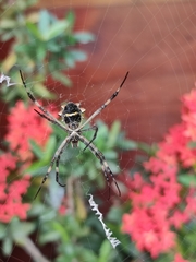 Argiope argentata