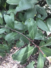 Heteromeles arbutifolia