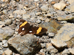 Adelpha leucophthalma