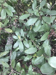 Heteromeles arbutifolia