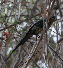 Nectarinia famosa famosa