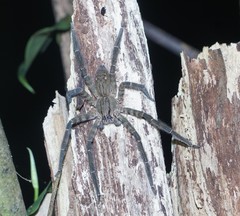 Cupiennius salei