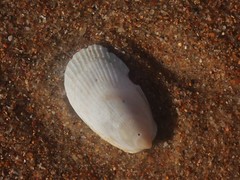 Limatula strangei