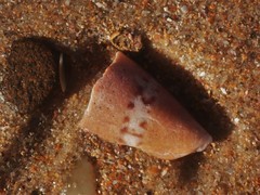 Conus capitaneus