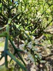 Colletia